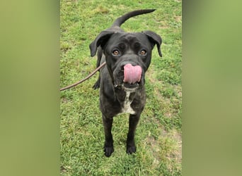 Kenobi - großer Hund mit großem Herzen