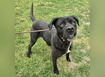 Kenobi - großer Hund mit großem Herzen