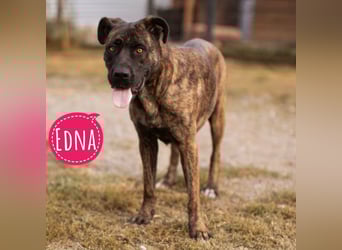 Edna eine sensible Seele. Edna eine sensible Seele.