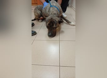 Felhö sucht ein liebevolles Zuhause