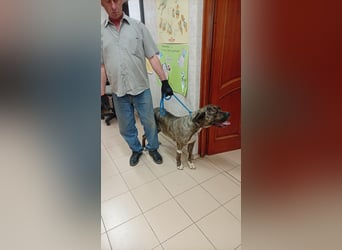 Felhö sucht ein liebevolles Zuhause