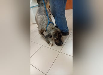 Felhö sucht ein liebevolles Zuhause