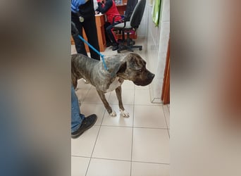 Felhö sucht ein liebevolles Zuhause