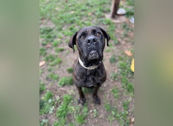 TRINI ca. 7 J. Cane Corso-Hündin, sehr lieb sucht Gnadenbrotplatz