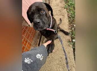 TRINI ca. 7 J. Cane Corso-Hündin, sehr lieb sucht Gnadenbrotplatz