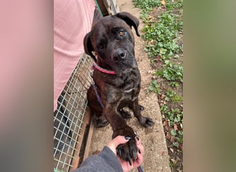 TRINI ca. 7 J. Cane Corso-Hündin, sehr lieb sucht Gnadenbrotplatz
