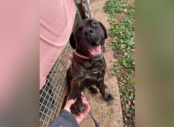 TRINI ca. 7 J. Cane Corso-Hündin, sehr lieb sucht Gnadenbrotplatz