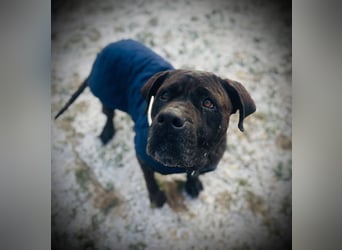 TRINI ca. 7 J. Cane Corso-Hündin, sehr lieb sucht Gnadenbrotplatz