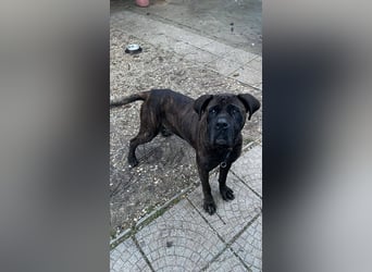 TRINI ca. 7 J. Cane Corso-Hündin, sehr lieb sucht Gnadenbrotplatz