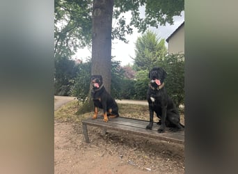 ❤️ Schweren Herzens suchen wir ein passendes Zuhause für unseren Cane Corso (1 Jahr).