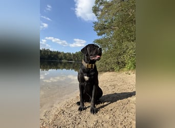 ❤️ Schweren Herzens suchen wir ein passendes Zuhause für unseren Cane Corso (1 Jahr).