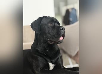 ❤️ Schweren Herzens suchen wir ein passendes Zuhause für unseren Cane Corso (1 Jahr).