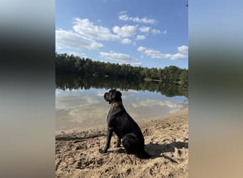 ❤️ Schweren Herzens suchen wir ein passendes Zuhause für unseren Cane Corso (1 Jahr).
