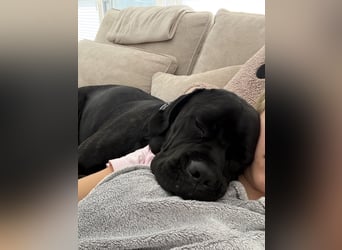 ❤️ Schweren Herzens suchen wir ein passendes Zuhause für unseren Cane Corso (1 Jahr).