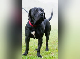 Zeus - ein beeindruckender Prachtkerl