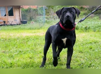 Zeus - ein beeindruckender Prachtkerl