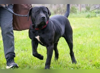 Zeus - ein beeindruckender Prachtkerl