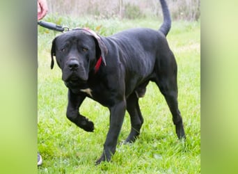 Zeus - ein beeindruckender Prachtkerl