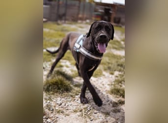 Otto ❤️ schmusiger, aktiver Cane Corso