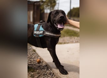 Otto ❤️ schmusiger, aktiver Cane Corso