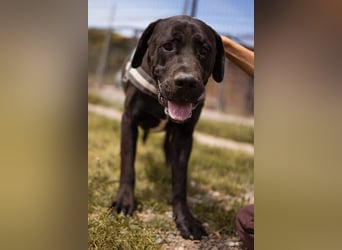 Otto ❤️ schmusiger, aktiver Cane Corso
