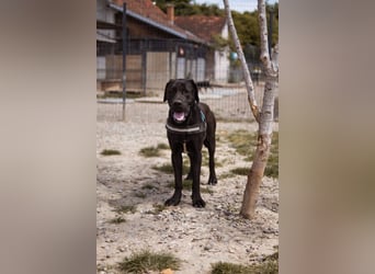 Otto ❤️ schmusiger, aktiver Cane Corso
