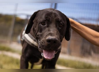 Otto ❤️ schmusiger, aktiver Cane Corso