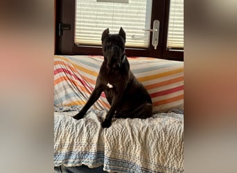 ❤️ Besonderer Bono sucht Glück ❤️