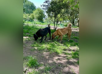 ❤️ Besonderer Bono sucht Glück ❤️