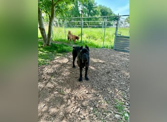 ❤️ Besonderer Bono sucht Glück ❤️
