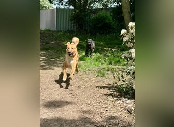 ❤️ Besonderer Bono sucht Glück ❤️