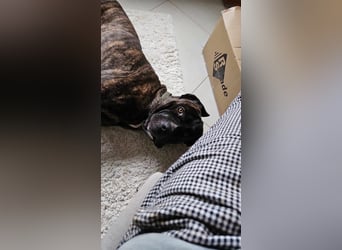 Azog (Vermittlungshilfe)