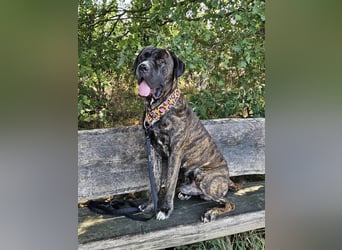 Azog (Vermittlungshilfe)