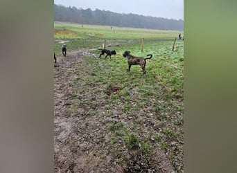 Azog (Vermittlungshilfe)