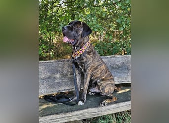 Azog (Vermittlungshilfe)