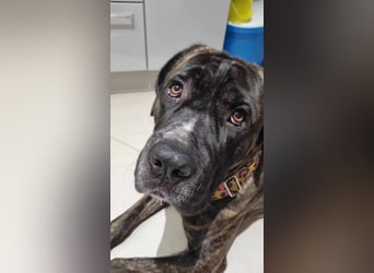 Azog (Vermittlungshilfe)