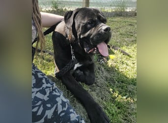 Aron ein sehr kräftiger Bub