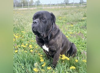 Aron ein sehr kräftiger Bub