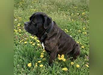 Aron ein sehr kräftiger Bub