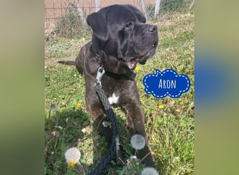 Aron ein sehr kräftiger Bub