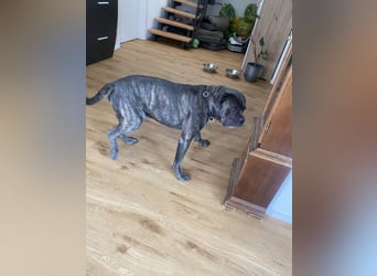 Mike Cane Corso sucht neues und liebevolles Zuhause