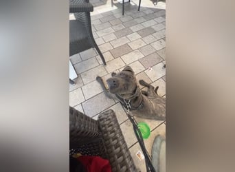 Cane Corso sucht neues und liebevolles Zuhause