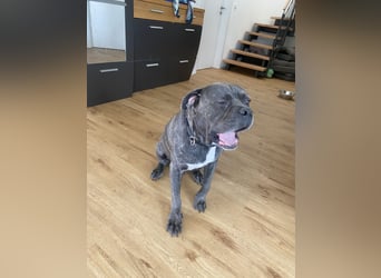 Mike Cane Corso sucht neues und liebevolles Zuhause