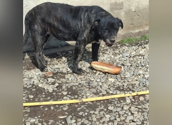 Cane Corso Hündin Sarah, 10 Jahre sucht ein Zuhause