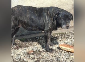 Cane Corso Hündin Sarah, 10 Jahre sucht ein Zuhause