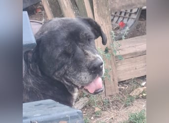 Cane Corso Hündin Sarah, 10 Jahre sucht ein Zuhause
