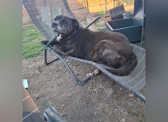 Cane Corso Hündin Sarah, 10 Jahre sucht ein Zuhause