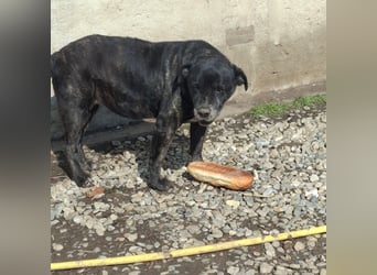 Cane Corso Hündin Sarah, 10 Jahre sucht ein Zuhause