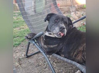Cane Corso Hündin Sarah, 10 Jahre sucht ein Zuhause
