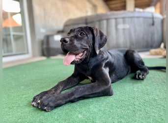 Cane Corso Welpen